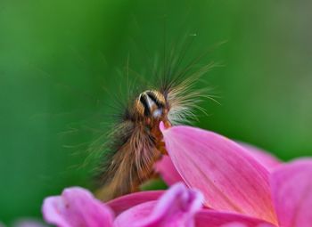 Close-up of insect on pink flower