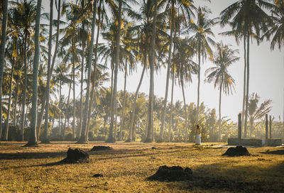 Scenic view of palm trees on field against sky