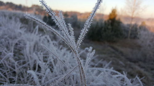 Close-up of snow on field during winter