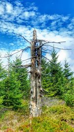 Trees in forest against sky