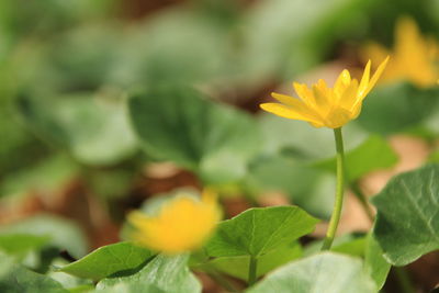 Close-up of yellow flowering plant