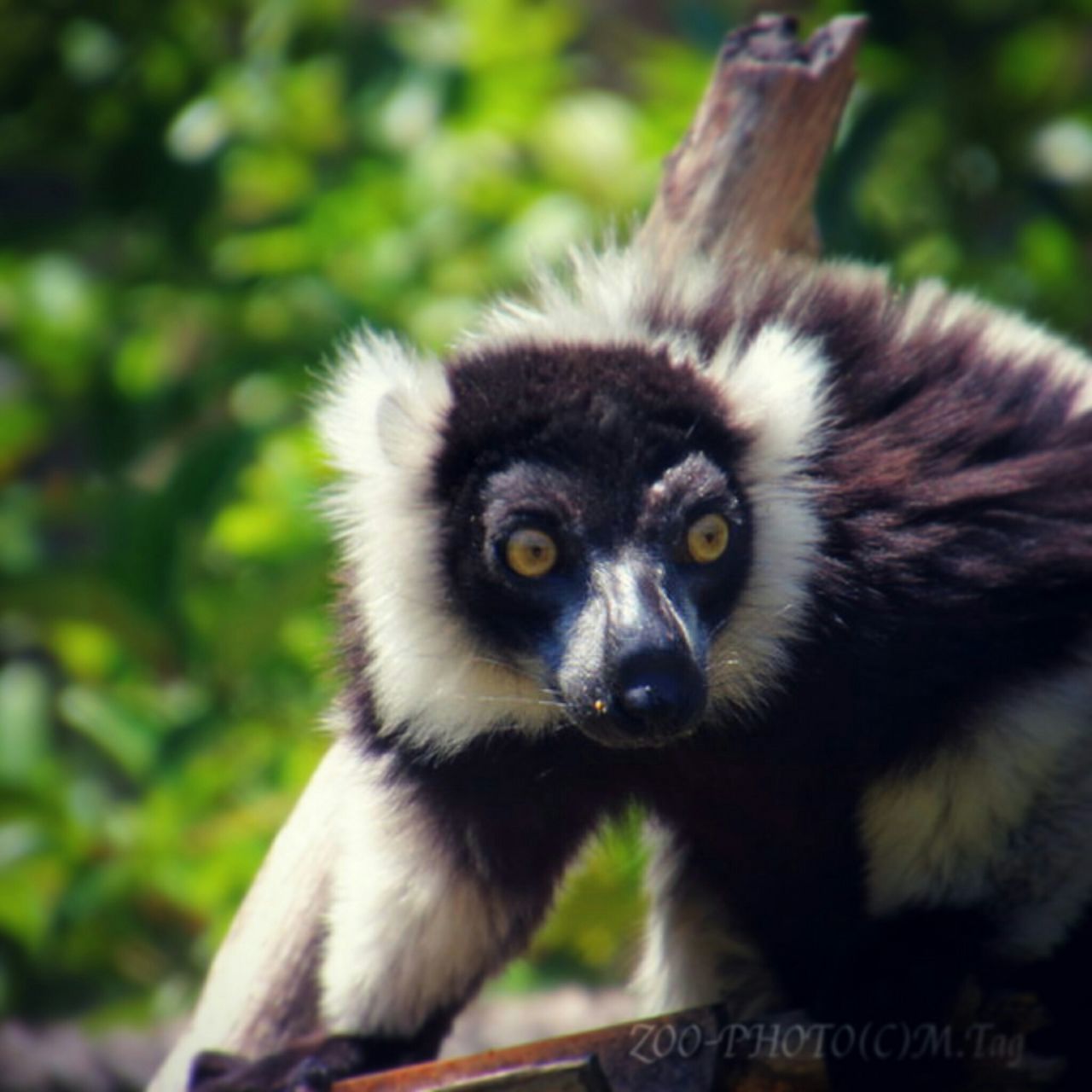 上野動物園　クロシロエリマキキツネザル