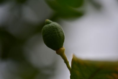 Close-up of flower buds growing outdoors