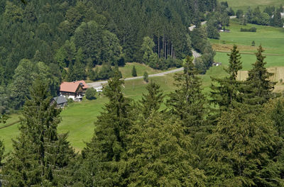 Panoramic view of pine trees in forest