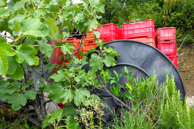 Red plants and trees