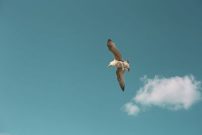 Low angle view of eagle flying in sky