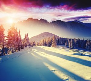 Pine trees on snow covered field by mountains against sky at morning