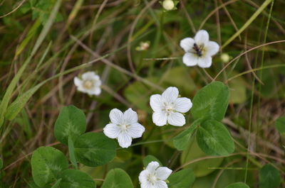 Close-up of white flowering plants