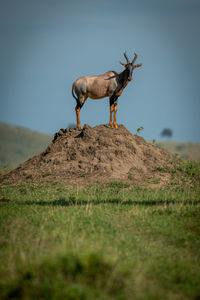 Male topi on termite mound turns head