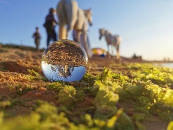 Close-up of crystal ball on field