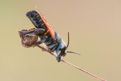 Close-up of insect