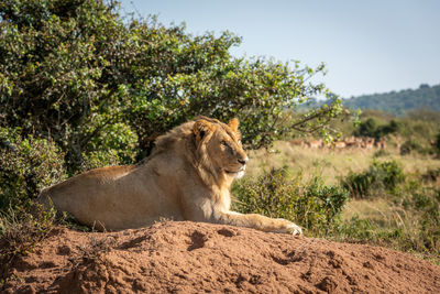 Male lion lies on sunlit termite mound