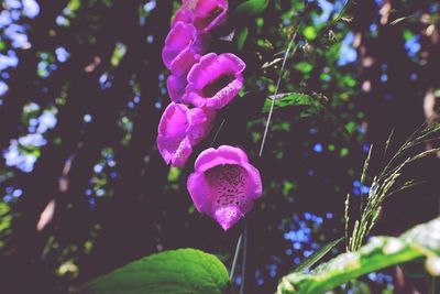 Close-up of pink flowers