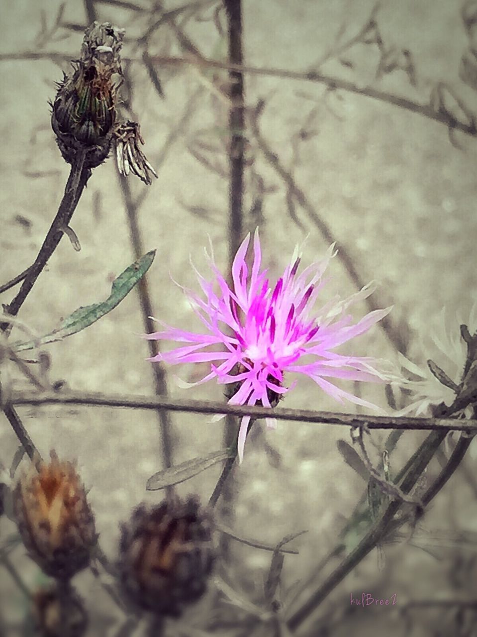 CLOSE-UP OF THISTLE ON PURPLE FLOWER