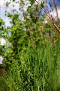 Close-up of fresh green plants on field