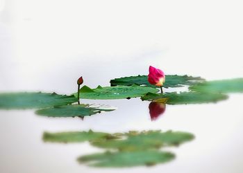 Close-up of lotus water lily in lake