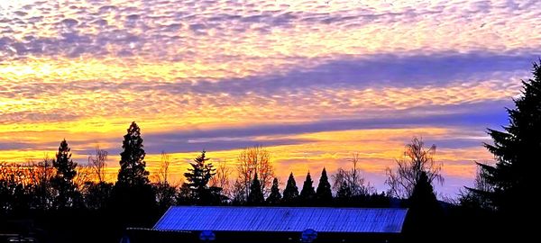 Silhouette plants and trees against orange sky