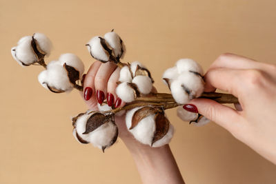 Close-up of woman holding cotton plant over beige background