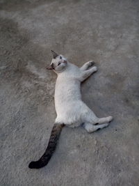 High angle view of dog relaxing on floor