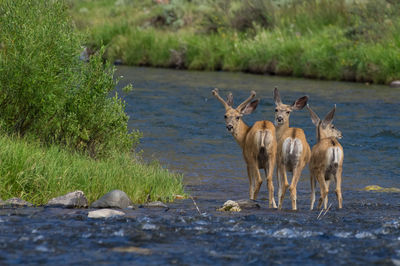 Portrait of deer in river