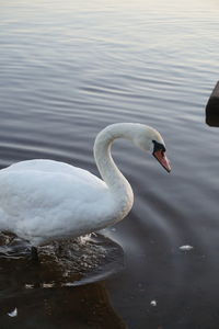 Swan floating on lake