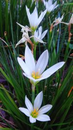 Close-up of white crocus flowers