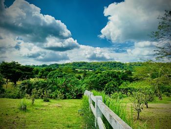 Scenic view of trees on field against sky