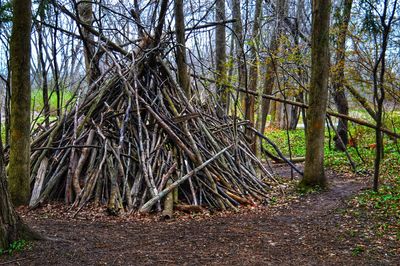 Trees growing in forest