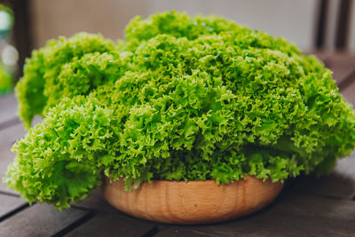 Close-up of green leaves on table