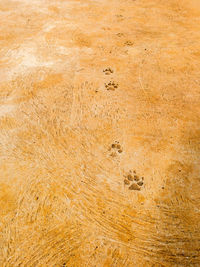 High angle view of footprints on sand