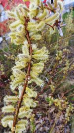 Close-up of fresh green plant