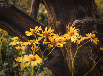 Close-up of yellow wildflowers against deadwood 