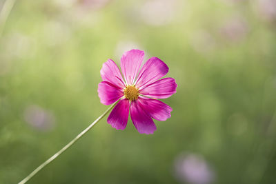 Close-up of pink cosmos flower