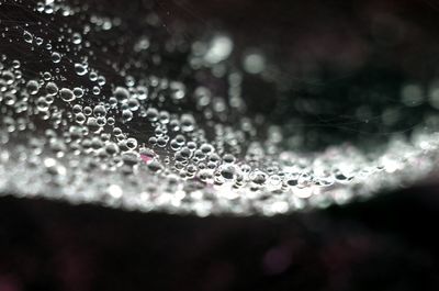 Close-up of water drops on web