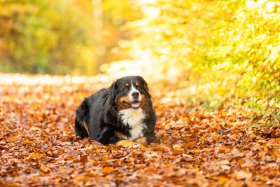 Dog sitting on ground during autumn