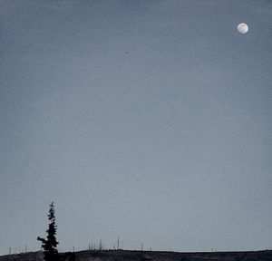Low angle view of trees against sky