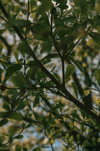 Close-up of leaves in yard