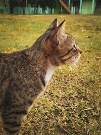 Close-up of a cat on field