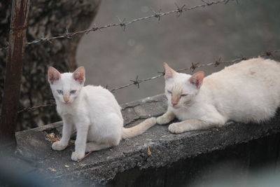 Portrait of two cats