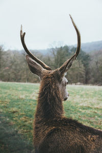 Close-up of deer on field