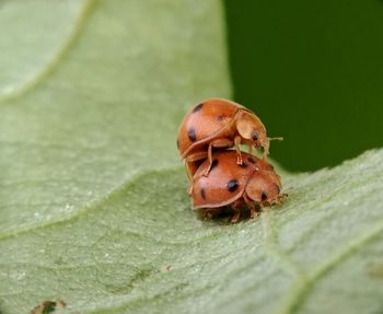 Close-up of ladybug on leaf