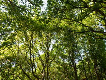 Low angle view of bamboo trees in forest