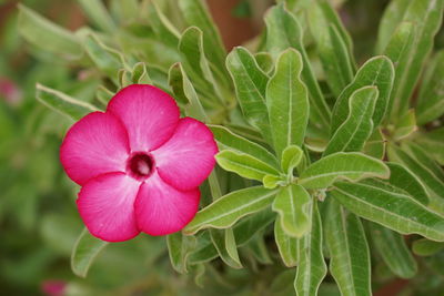 Close-up of pink flowering plant