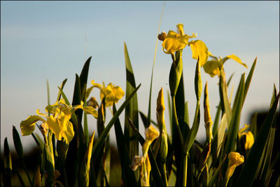 Close-up of yellow flowering plant on field