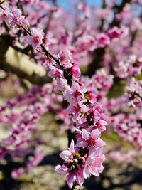 Close-up of pink cherry blossoms in spring