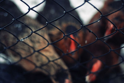 Full frame shot of chainlink fence