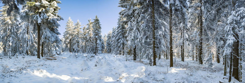 Snow covered land and trees in forest