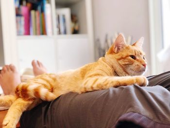 Cat resting on sofa at home