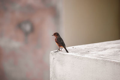 Bird perching on a wall