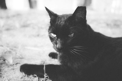 Close-up of black cat looking away
